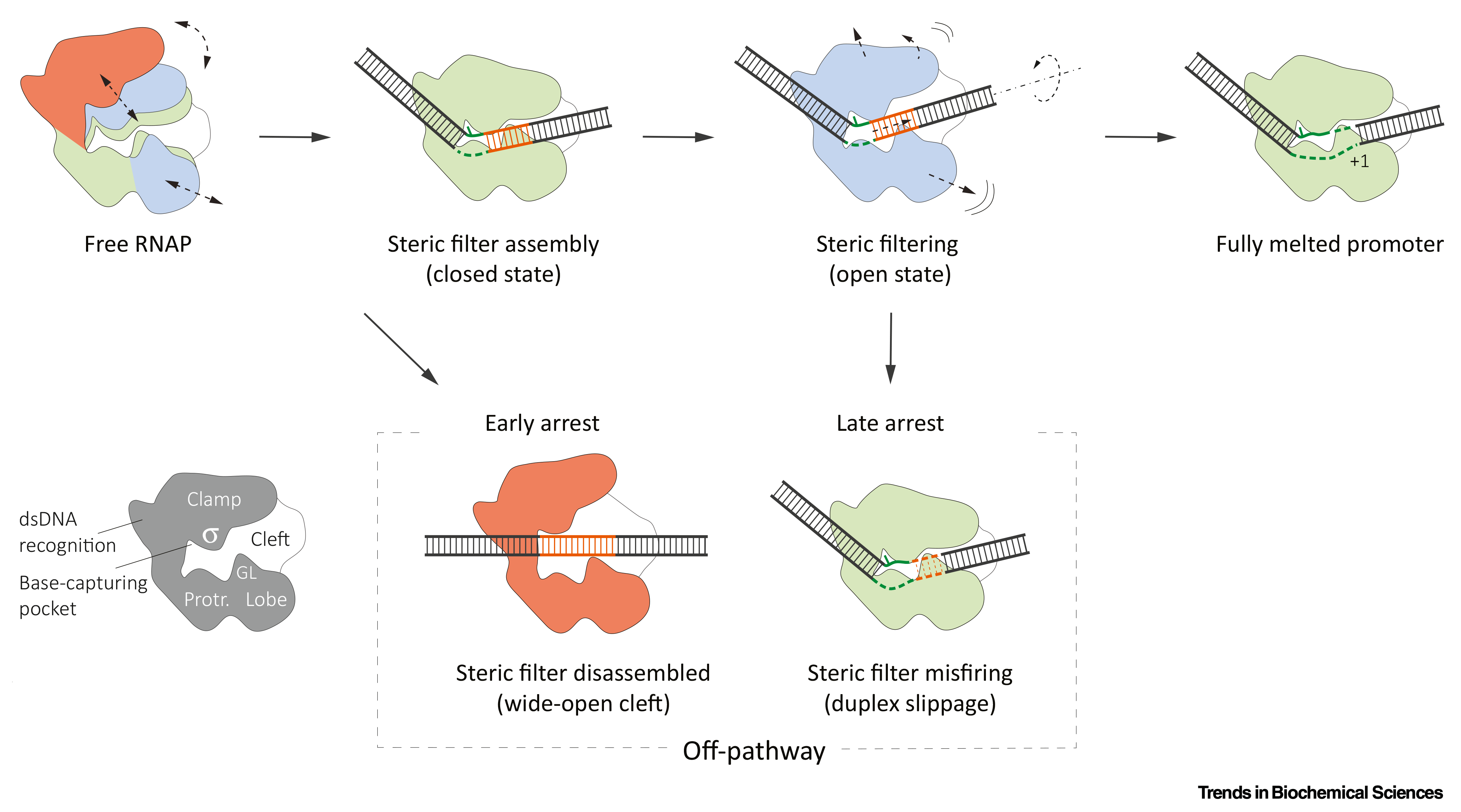 Diagram of the steric-filter model of promoter opening, showing free RNA polymerase, productive promoter melting, a fully opened promoter, and early and late off-pathway arrest states.
