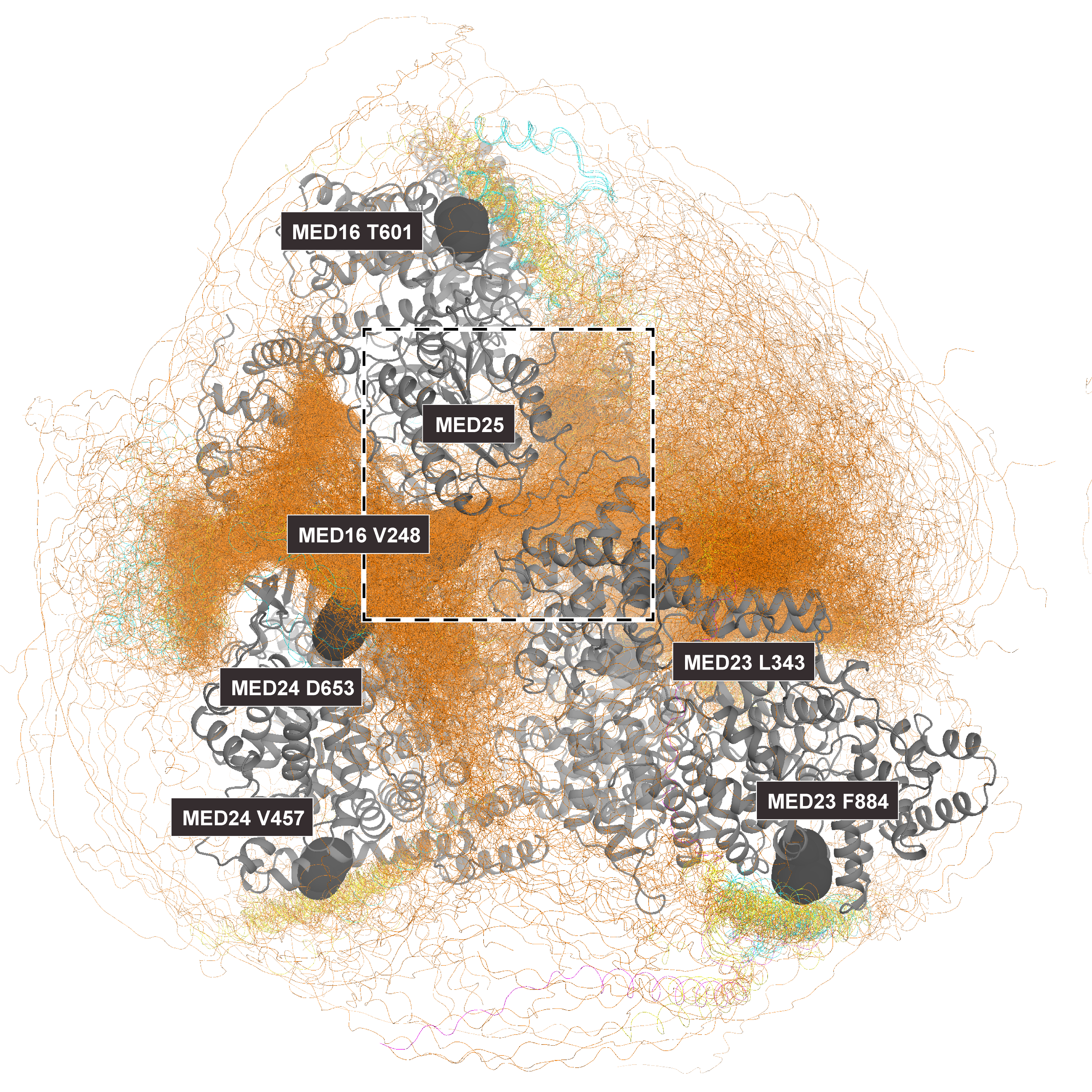 Large-scale ensemble of transcription-factor activation domains mapped onto the human Mediator Tail, with labeled Mediator subunits and residues.