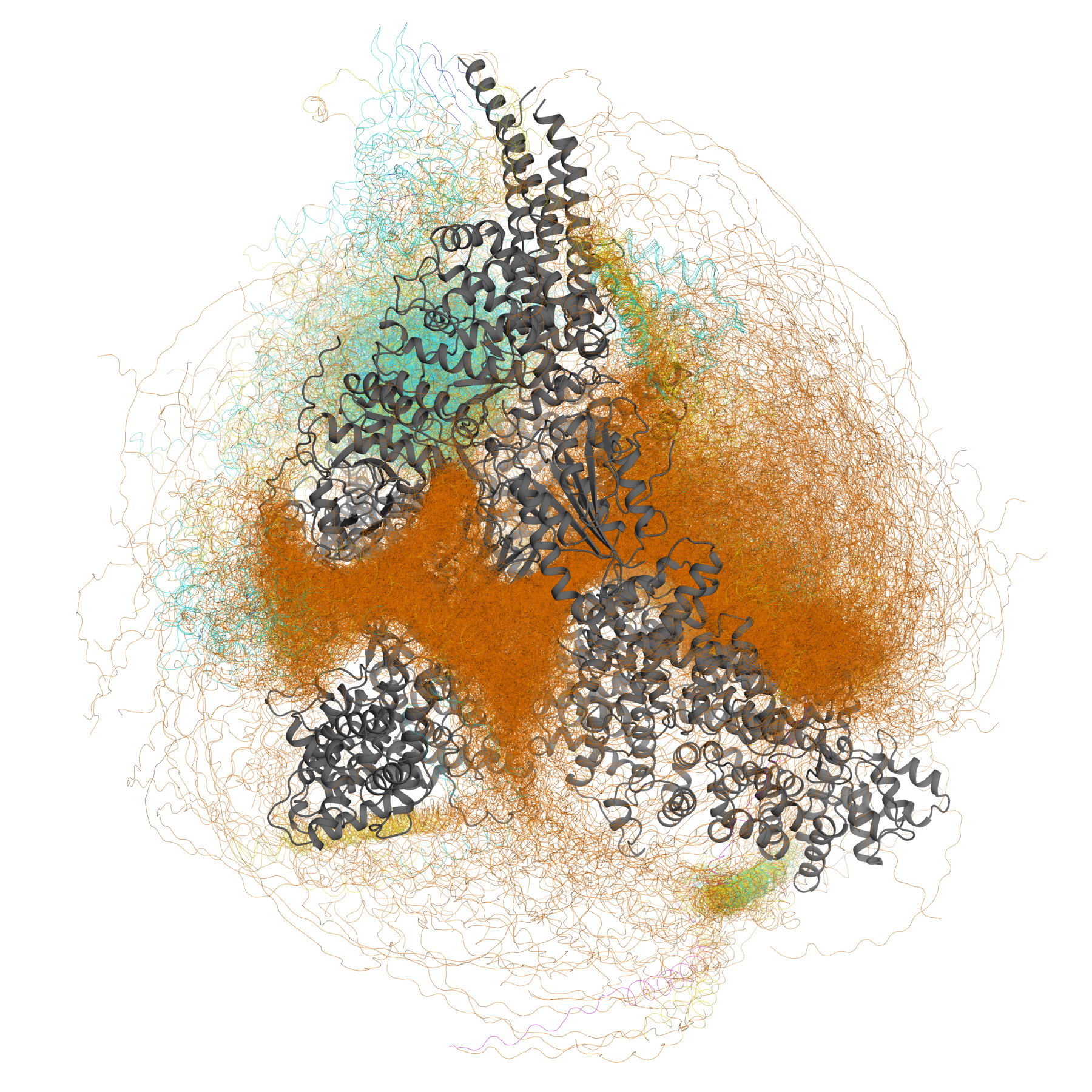 Structural view of a human Mediator complex used to illustrate ongoing regulatory biology research.